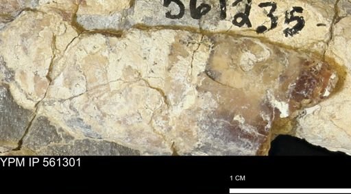 Baculites sp.