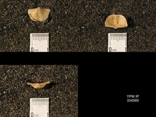 Chonetina sp.