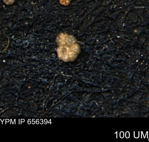 Alveolophragmium linki