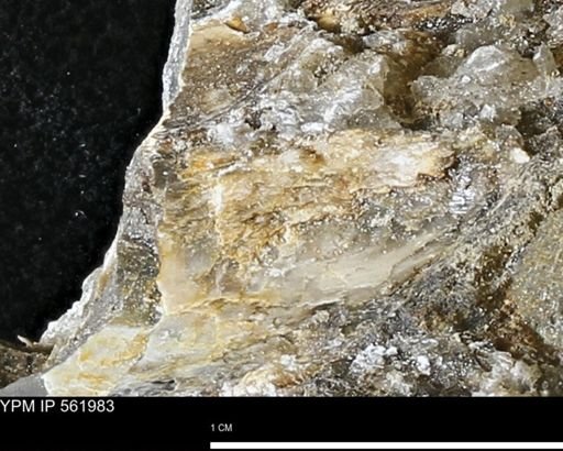 undet. Mollusca