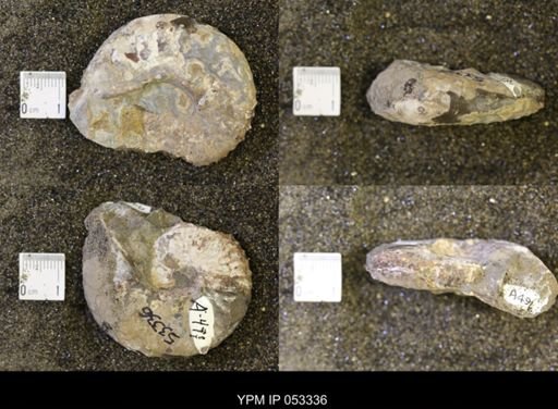 Discoscaphites conradi