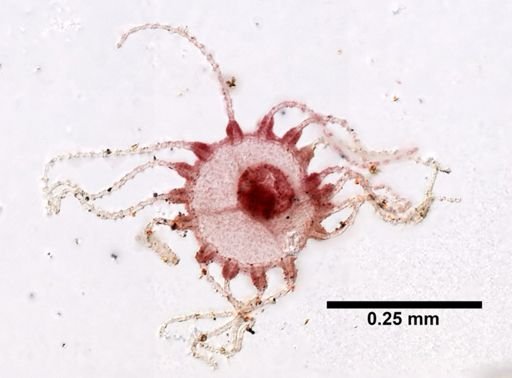 Obelia dichotoma
