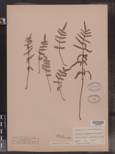 Pellaea atropurpurea