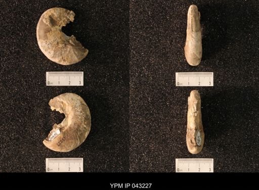 Hoploscaphites nicolletii