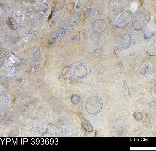 undet. Serpulidae