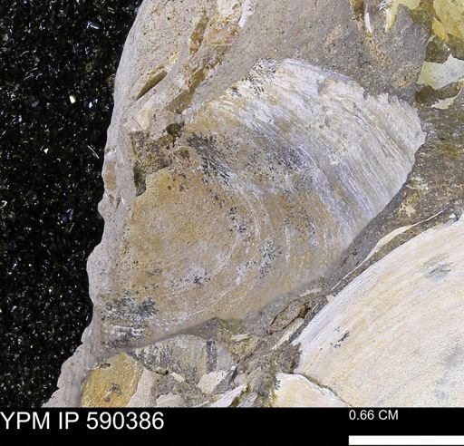 Protocardia?