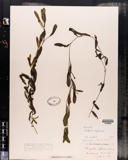Potamogeton alpinus