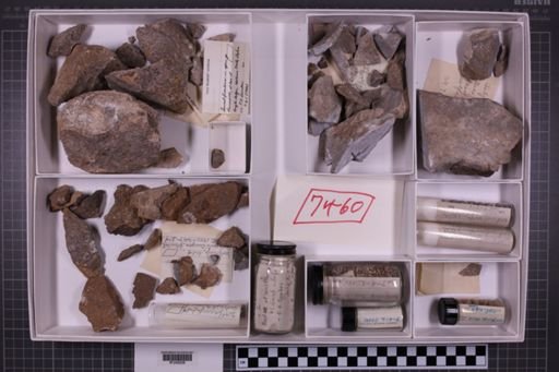 mixed taxa, stratigraphic collection