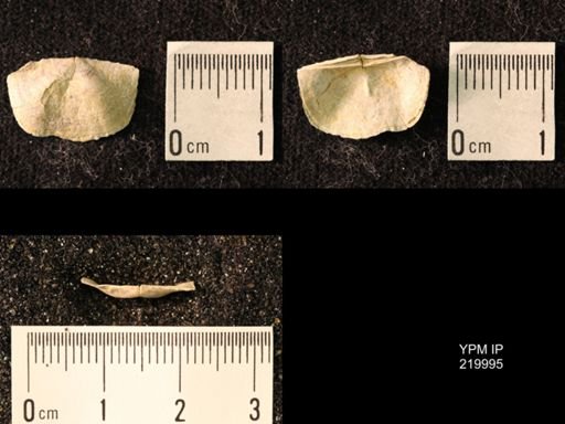 Chonetes sp.