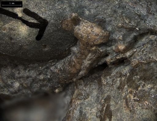 Aplocoma damesii
