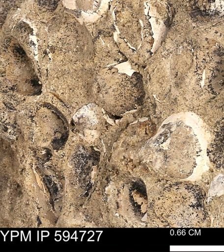 Protocardia sp.