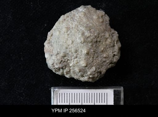Megistocrinus sp.