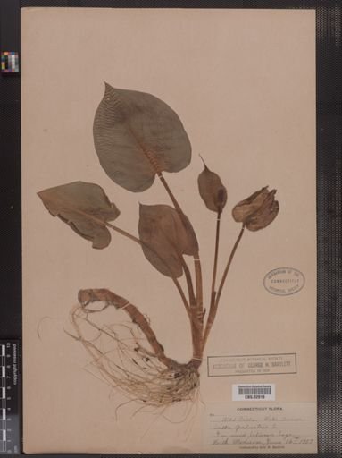 Calla palustris