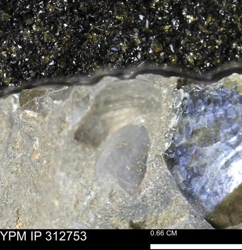 undet. Bivalvia
