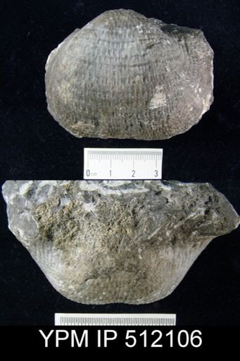 undet. Productidae