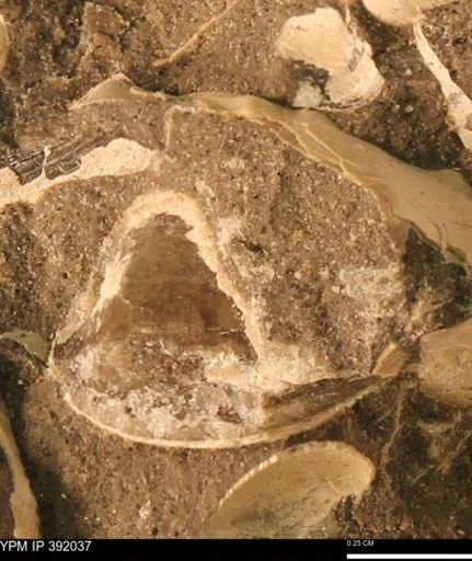 Protocardia sp.