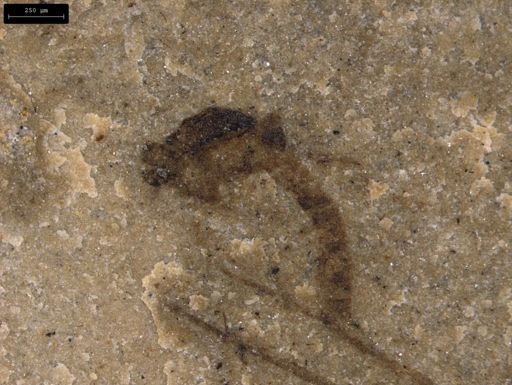undet. Diptera