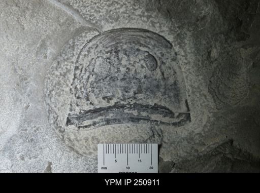 Eurypterus