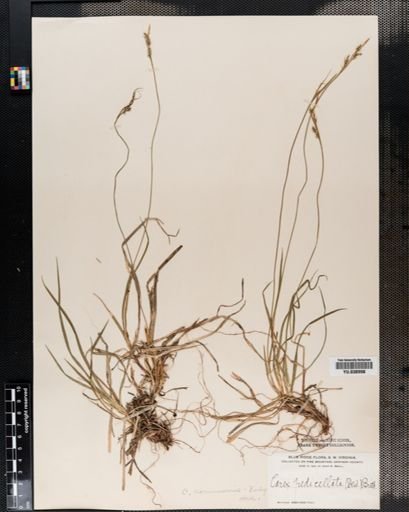 Carex comosa