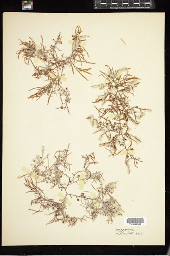 Sargassum