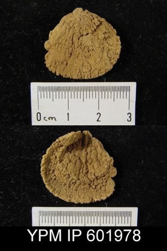 Rhipidomella sp.