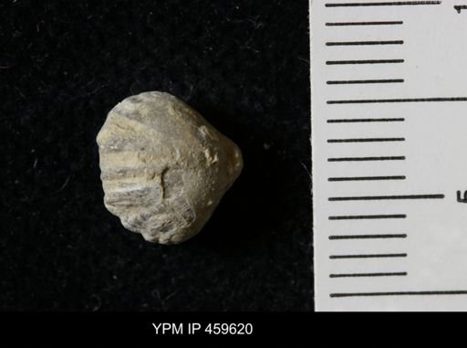 Wellerella osagensis