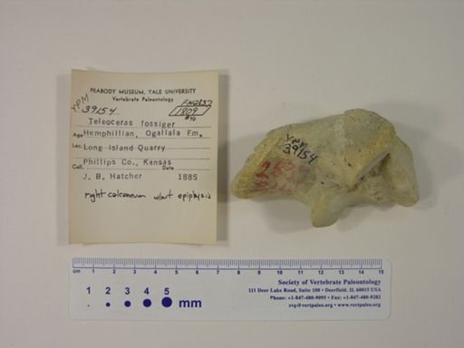Teleoceras fossiger