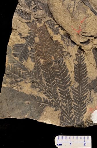 Calcaropteris boeselii