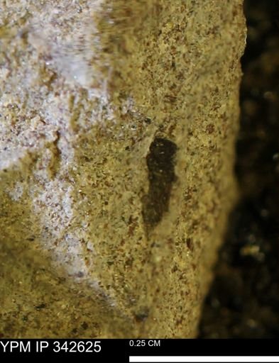 undet. Mollusca