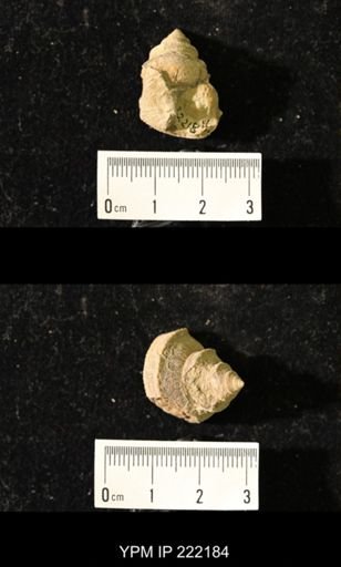 Worthenia tabulata