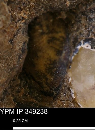 Limopsis striatopunctatus