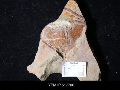 undet. Graptolithina