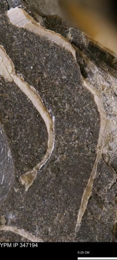 undet. Bivalvia