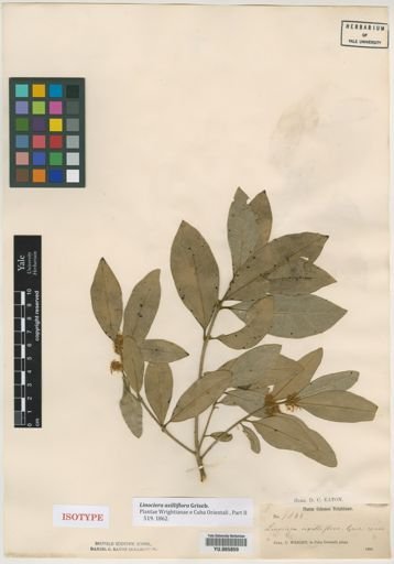 Linociera axilliflora
