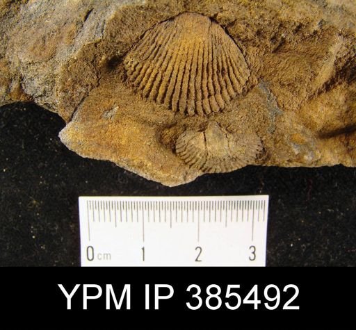 undet. Stringocephaloidea
