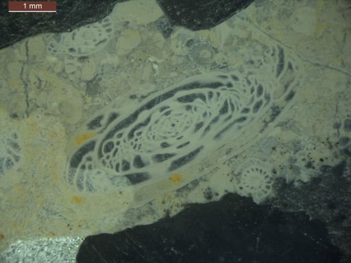 Triticites milleri