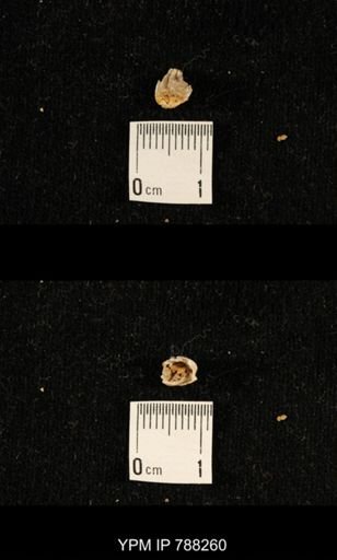 undet. Brachiopoda