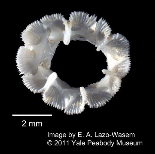 Platylepas hexastylos