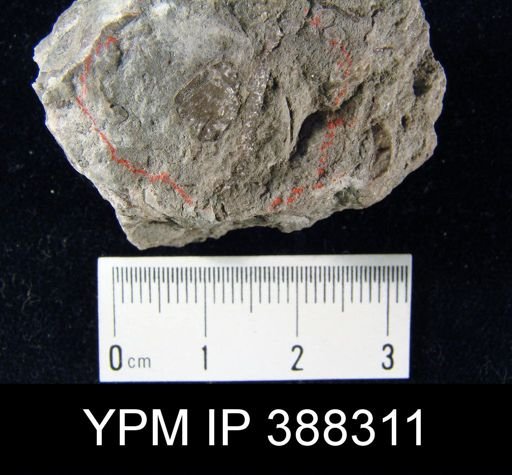 Pustula nebrascensis