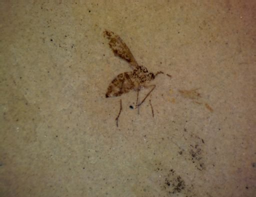 undet. Diptera