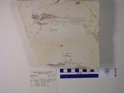Sternoptychidae