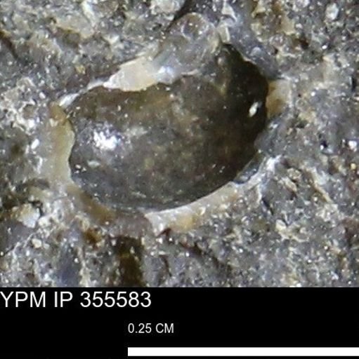 undet. Mollusca