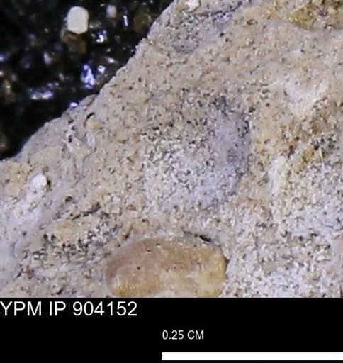 undet. Mollusca