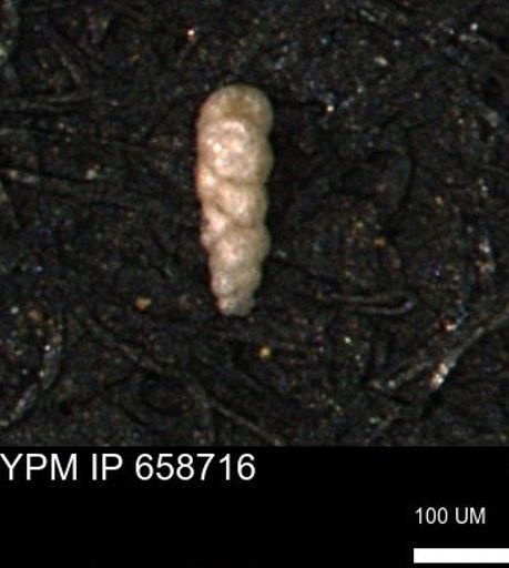 Verneuilinoides kansasensis