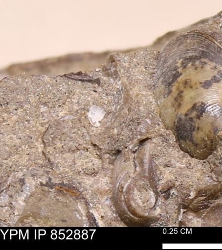 Limopsis striatopunctatus