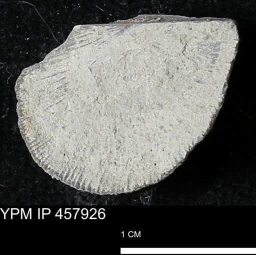 Strophodonta sp.