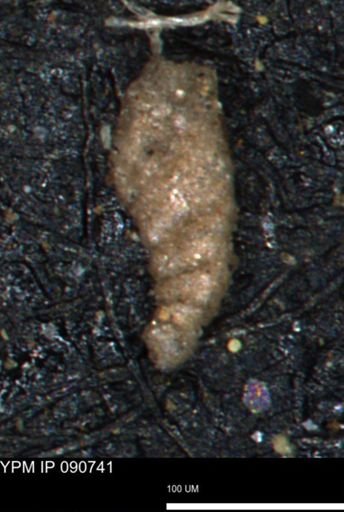 Ammobaculites obliquus