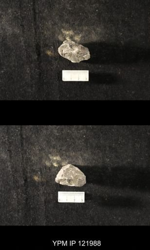 undet. Platyceratoidea