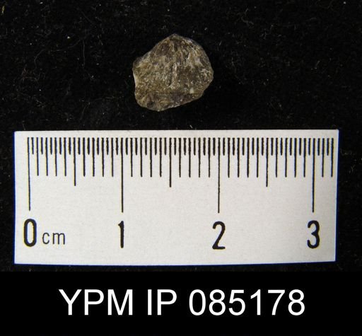 Atrypa reticularis