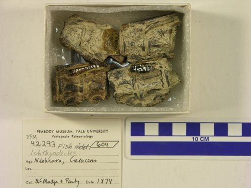 Ichthyodectes sp.